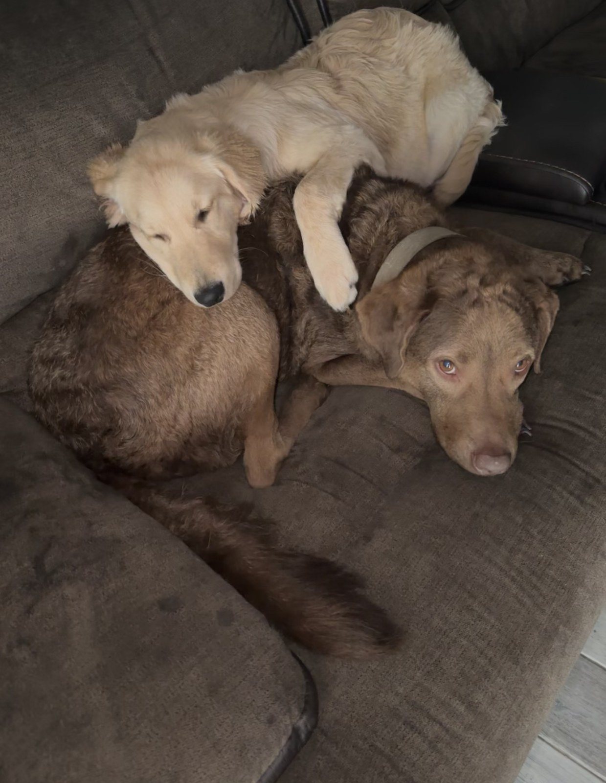 Retriever Family