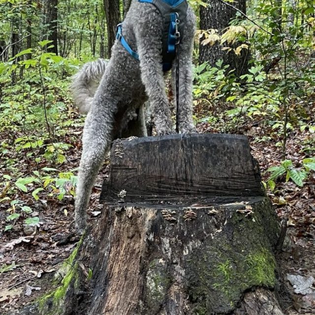 King Of The Mountain