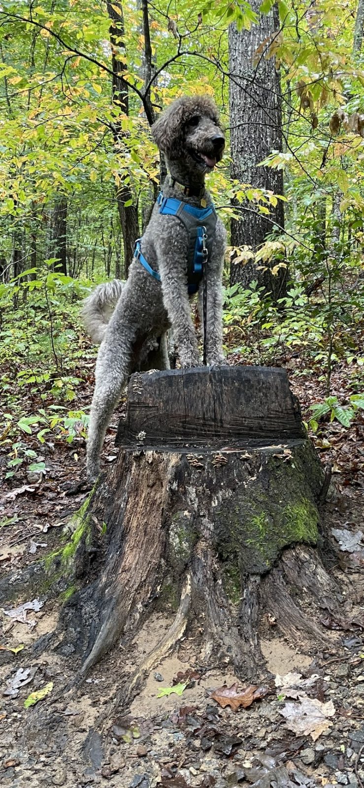 King Of The Mountain