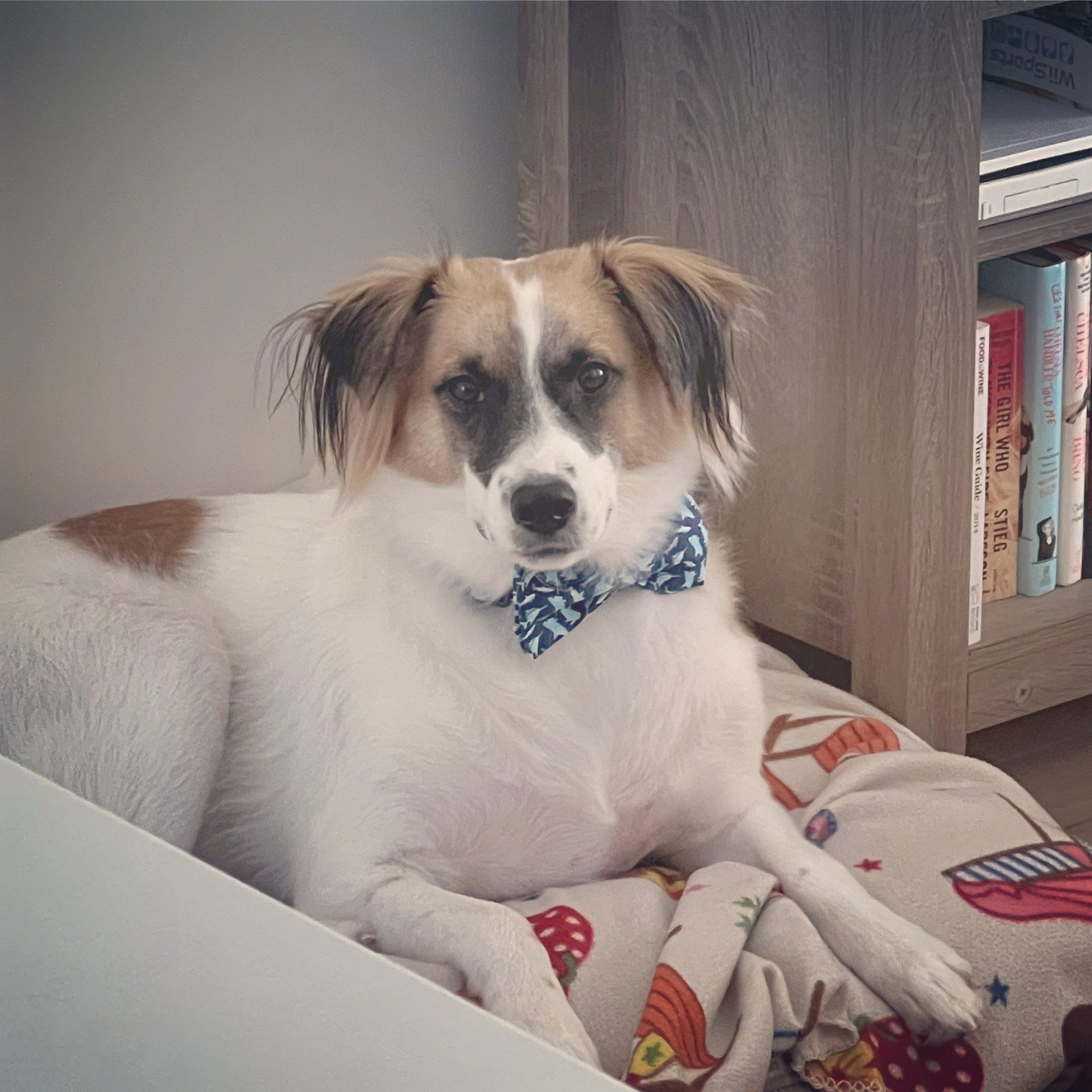 Cooper The Little Gentleman