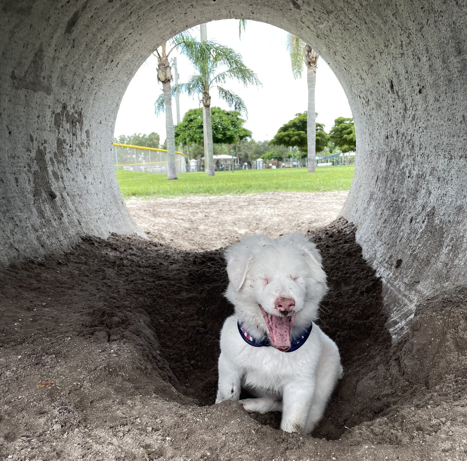 Blind Dogs Dig It Too!