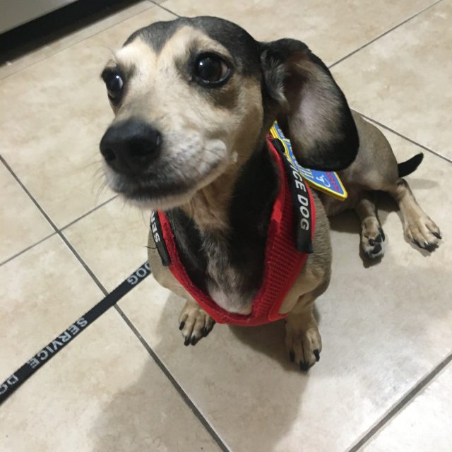 Happy Little Doxie