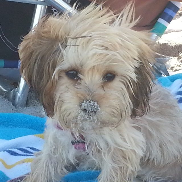 Do I Have Sand In My Hair?