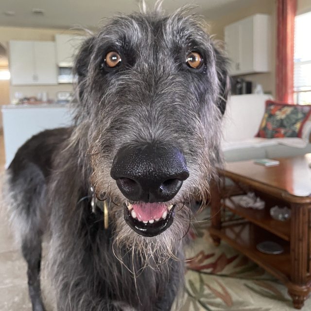 Cookie?
