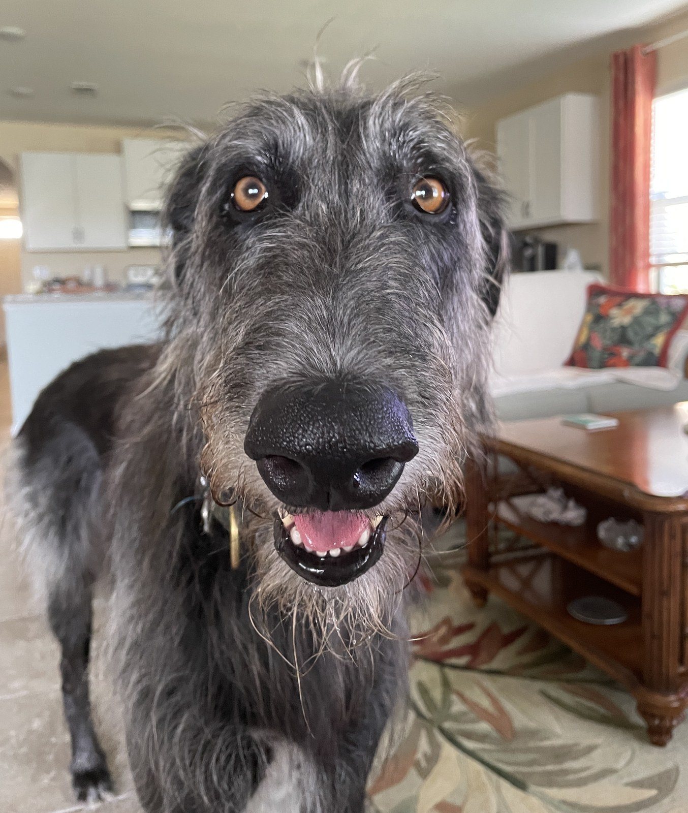 Cookie?