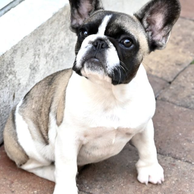 Stella