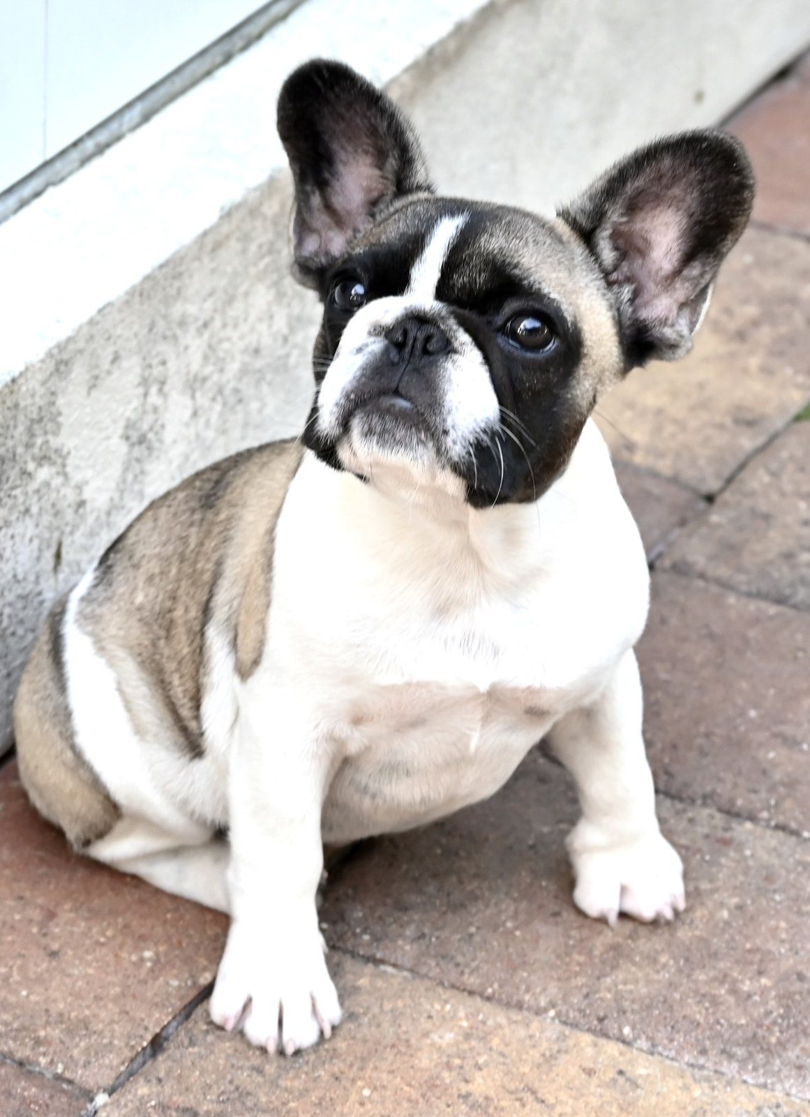 Stella