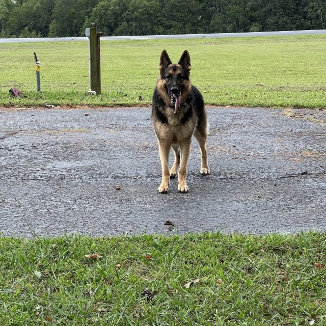 Sir Ruger