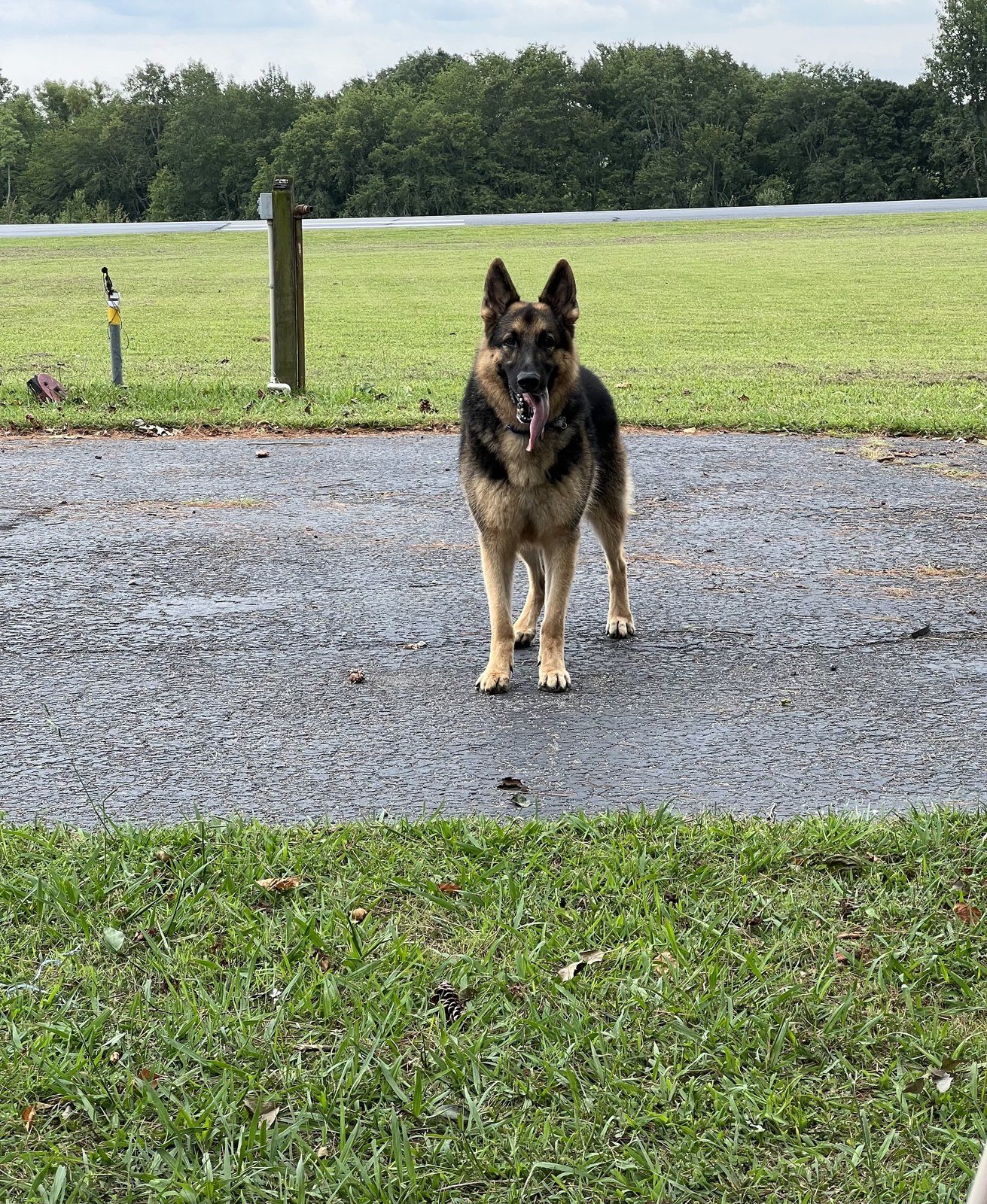 Sir Ruger