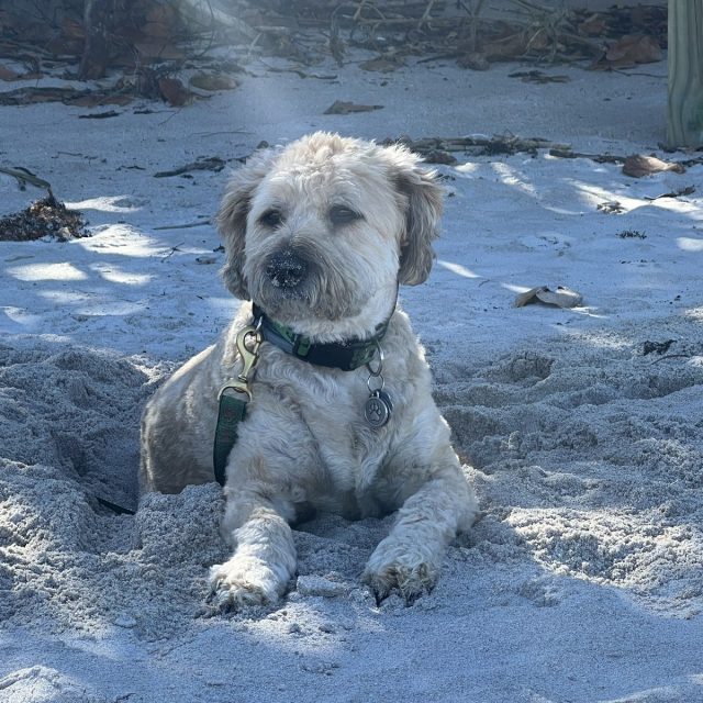 Salty Dog