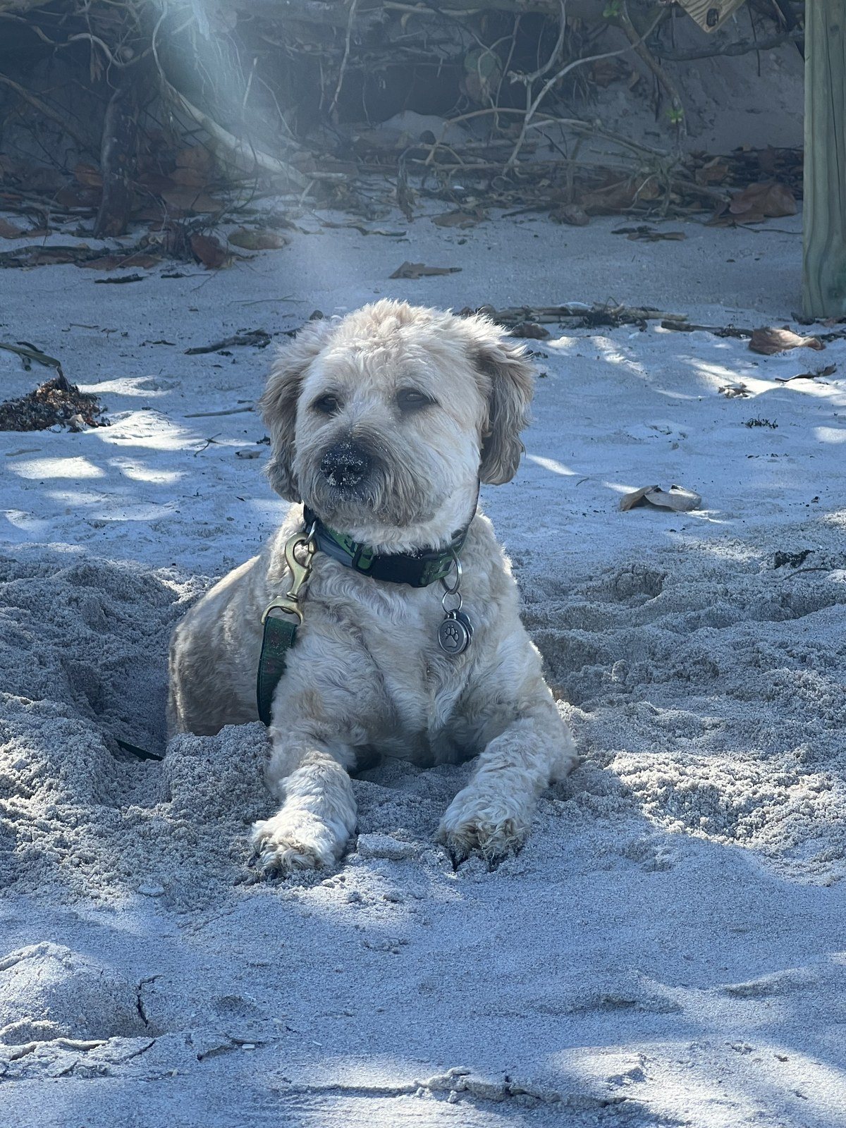Salty Dog