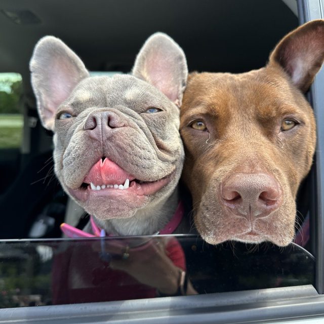Ruff Life