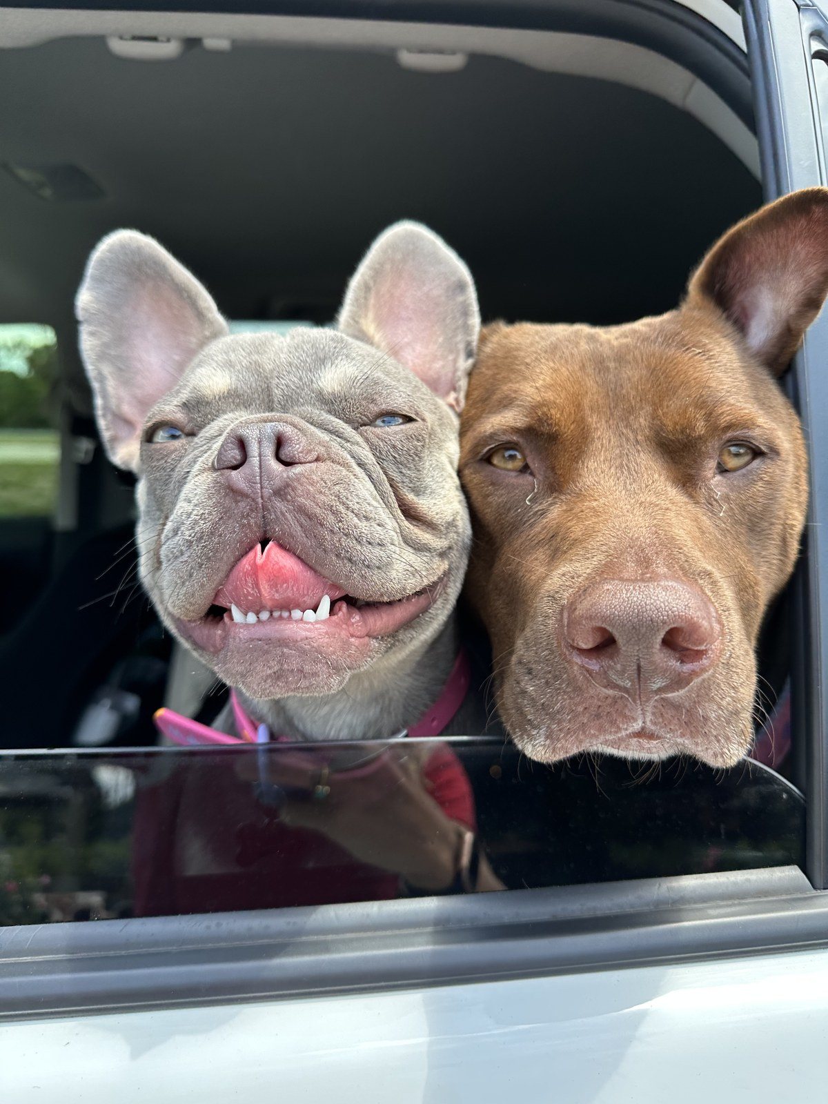 Ruff Life