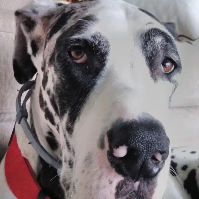 Atticus With An Attitude