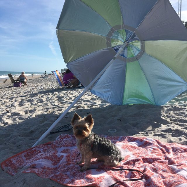 A Turtle Trail Treat