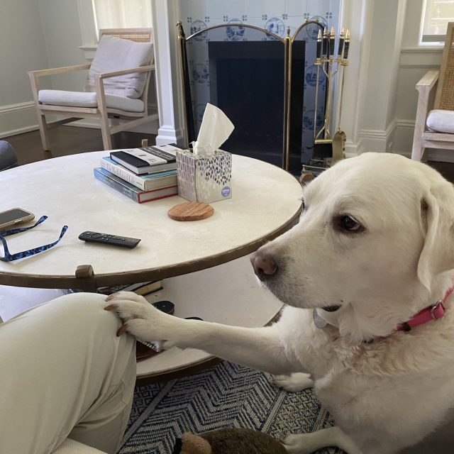Please Pet Me