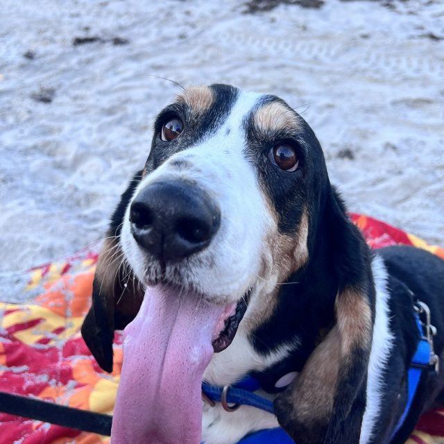 Beach Hound