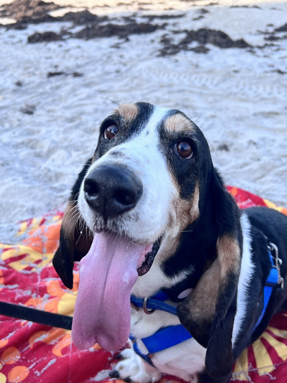 Beach Hound