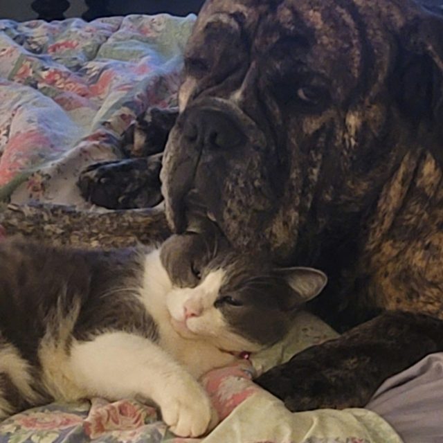 Best Friends Napping (LeMaheiu & Mimi )