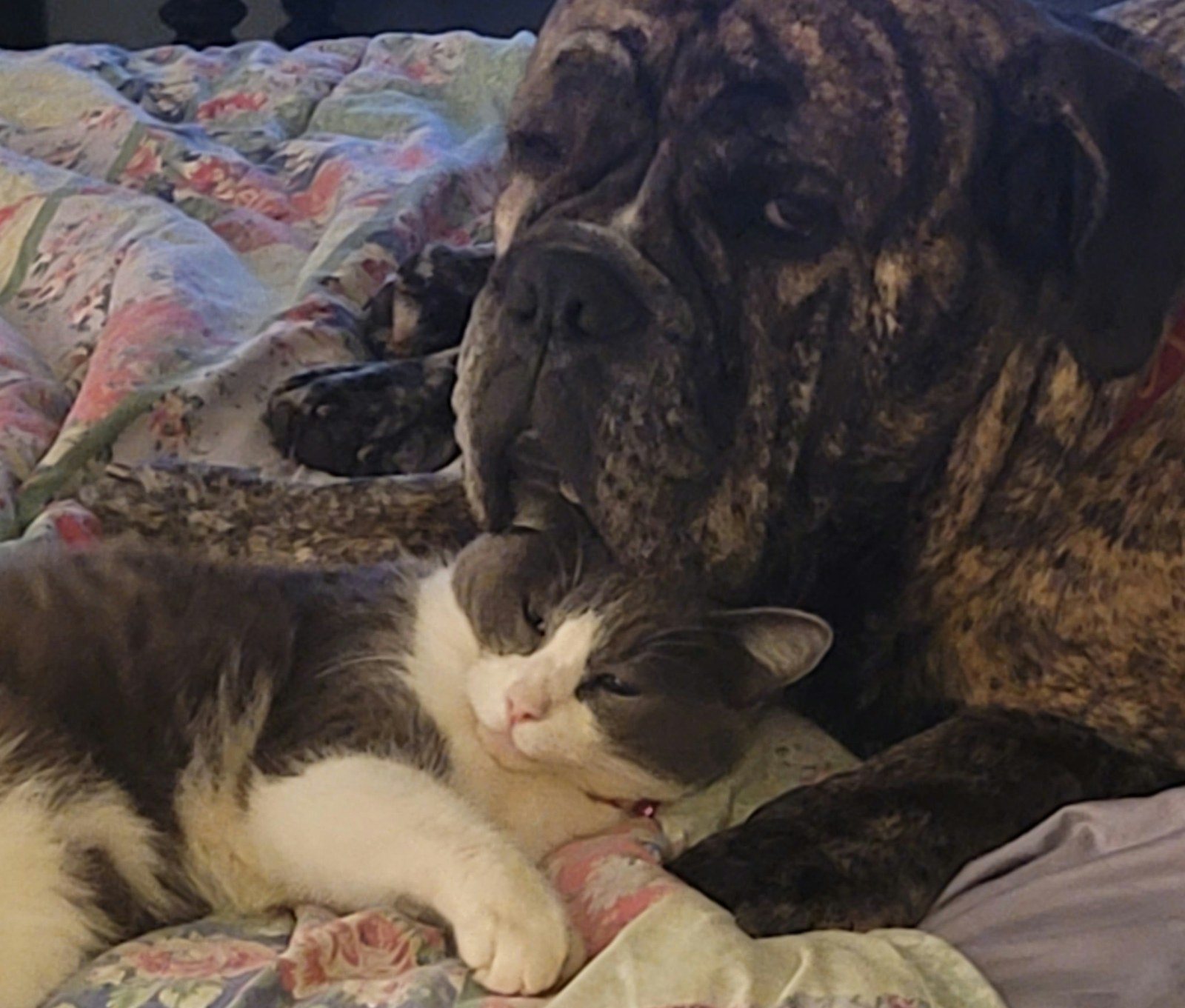 Best Friends Napping (LeMaheiu & Mimi )