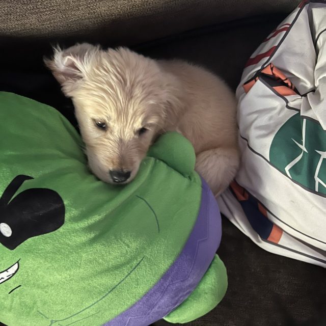 Cutest Puppy