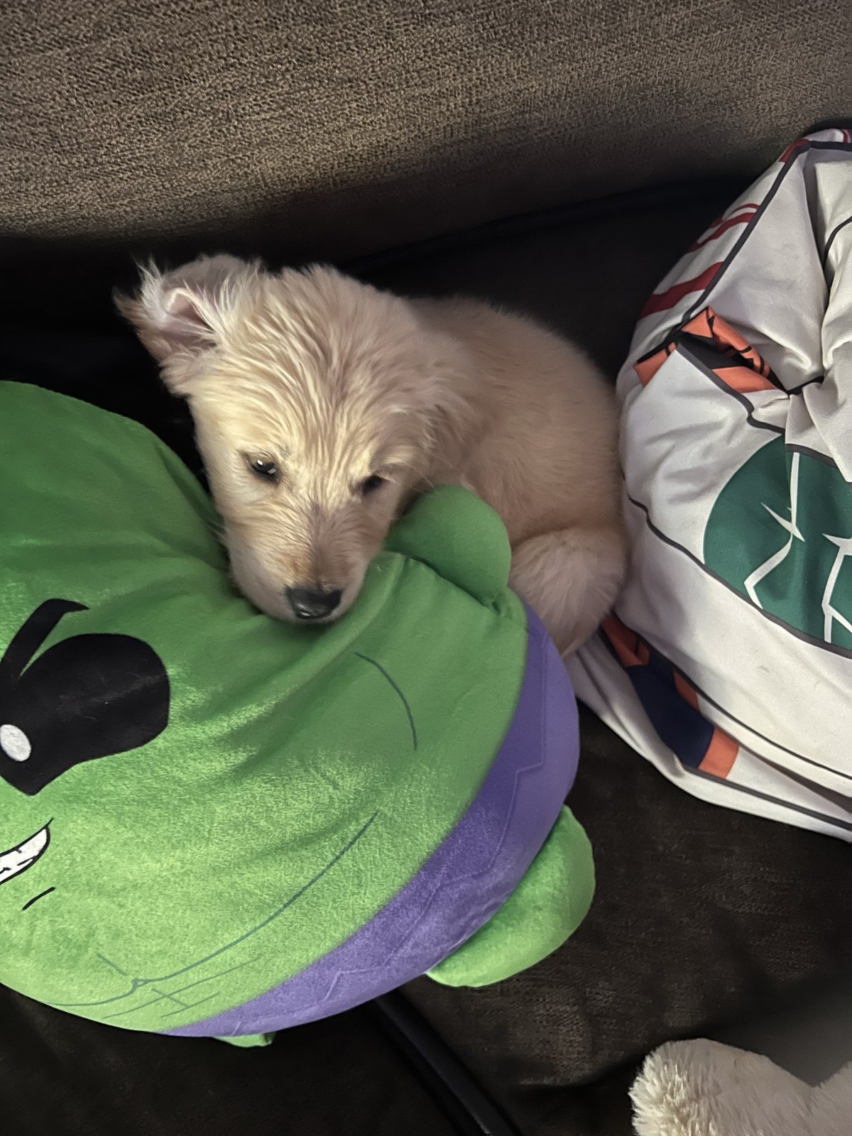 Cutest Puppy