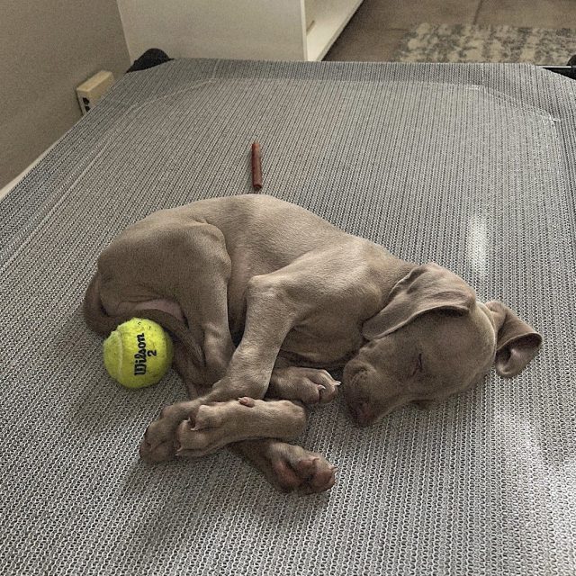I Can Only Nap If A Toy And A Treat Are Right Next To Me!