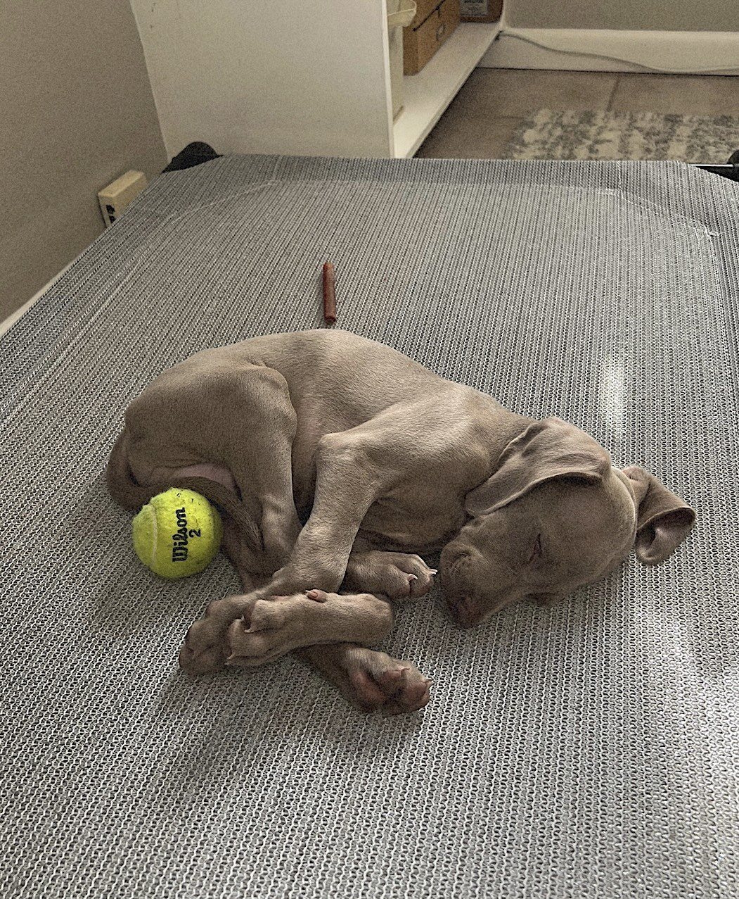 I Can Only Nap If A Toy And A Treat Are Right Next To Me!