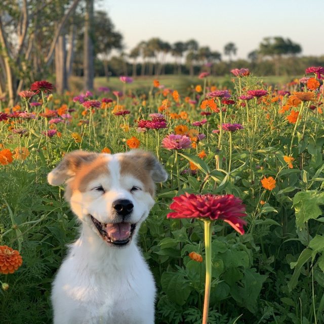 Wild Flower