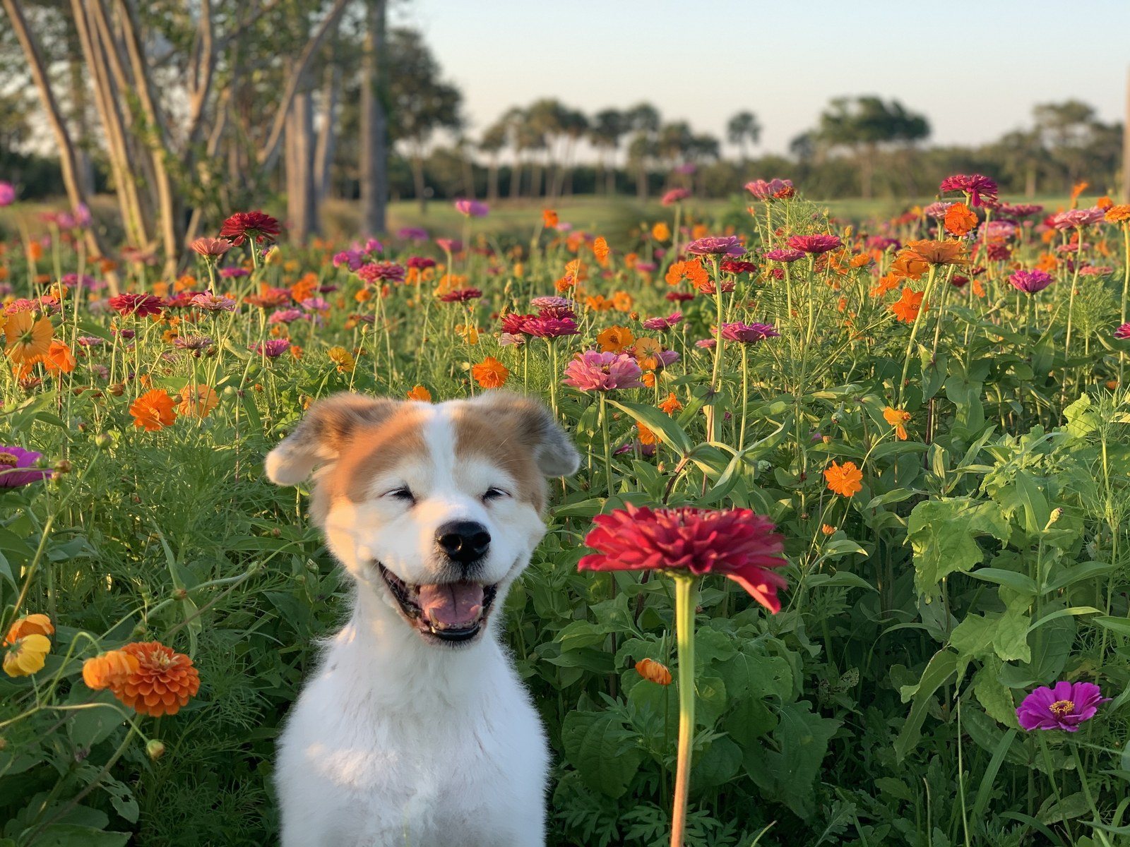 Wild Flower