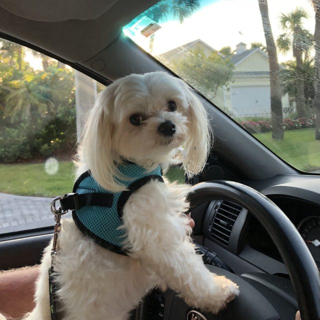 Let's Go To The Park