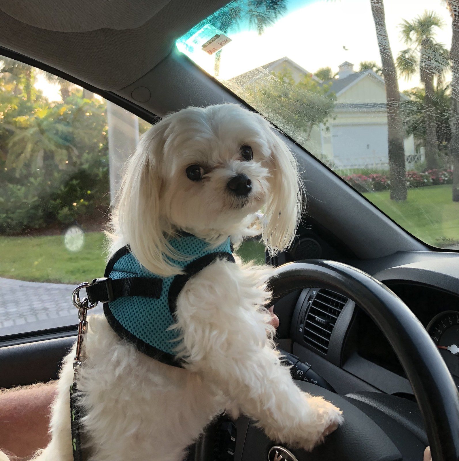 Let's Go To The Park