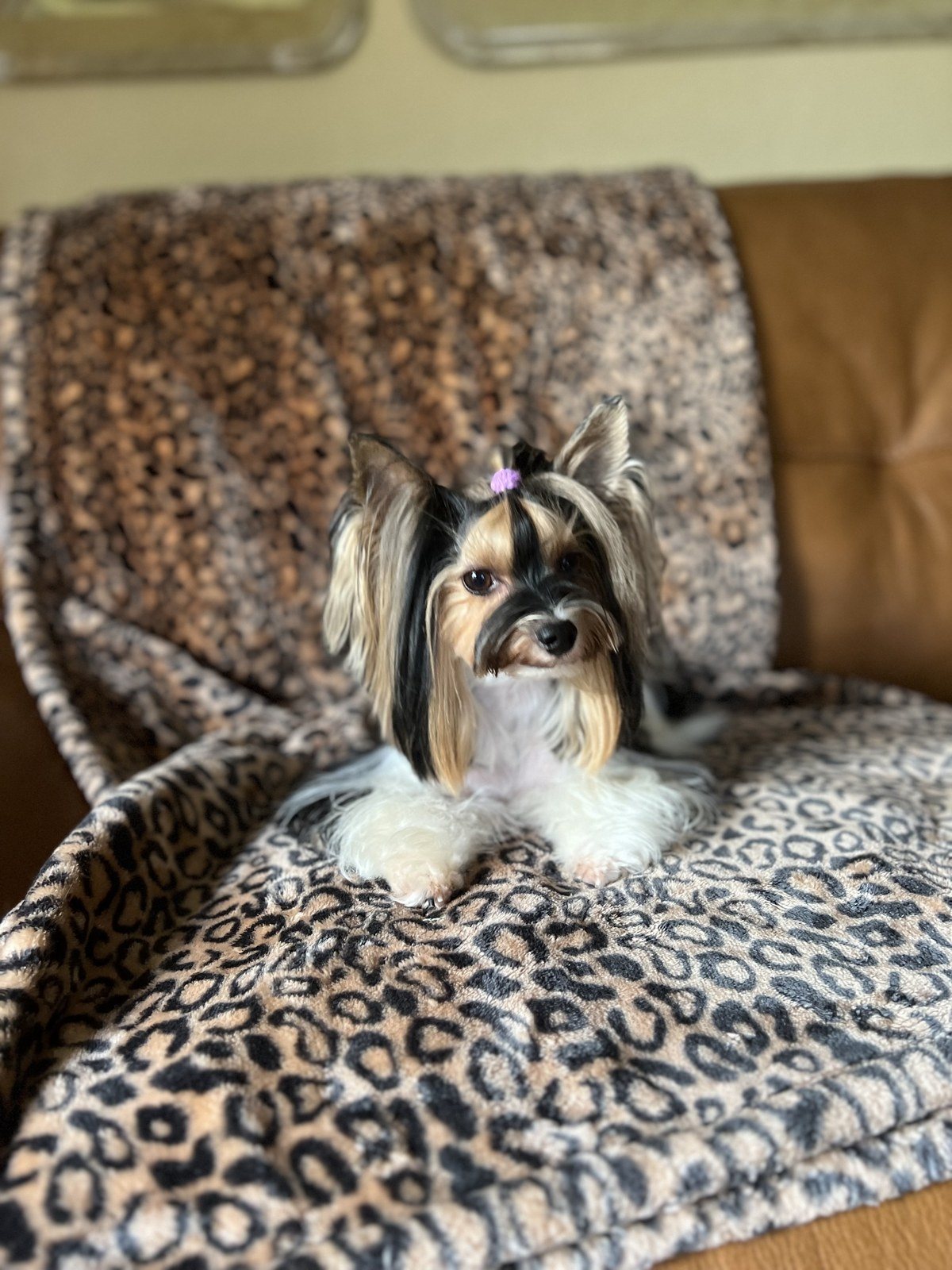 Pretty Miss Violet