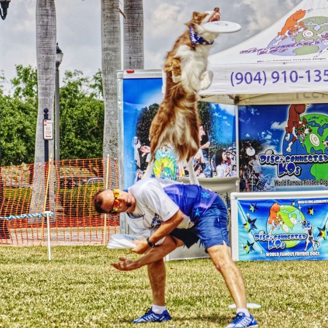 Frizbee Dog Jump