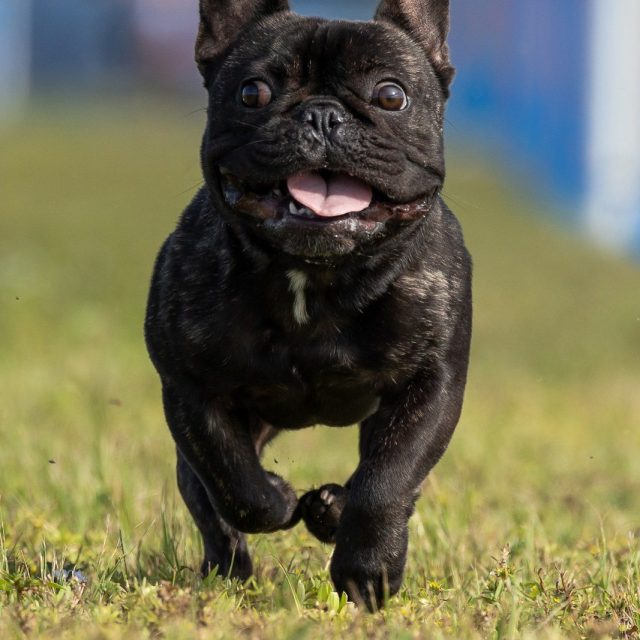 I Go Fast!