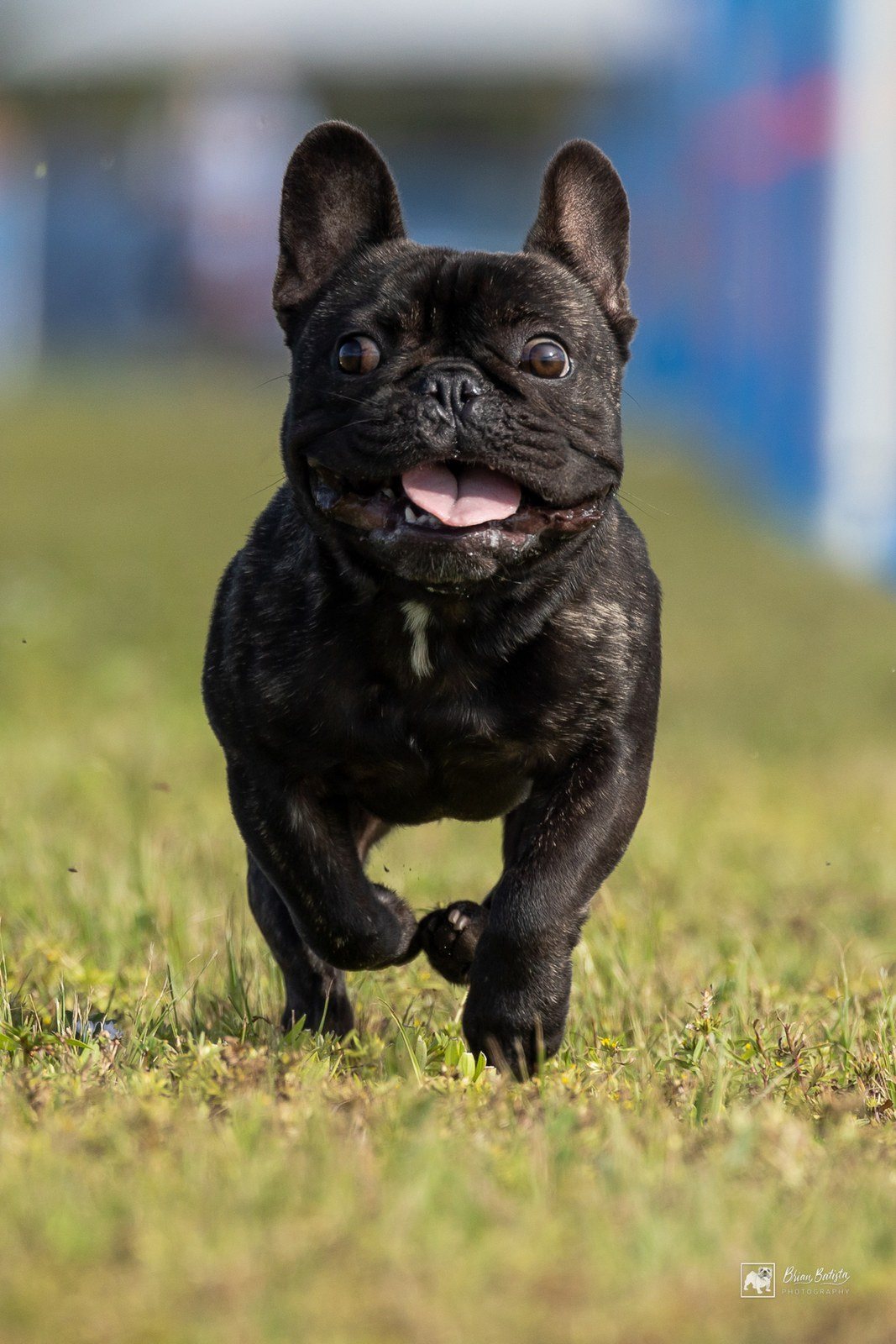 I Go Fast!