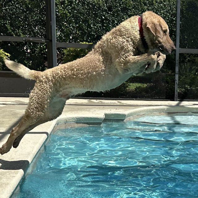 Chesapeake- Ridge Dives In!