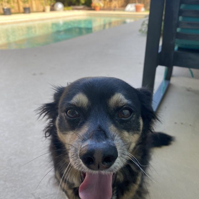 Happy Puppy