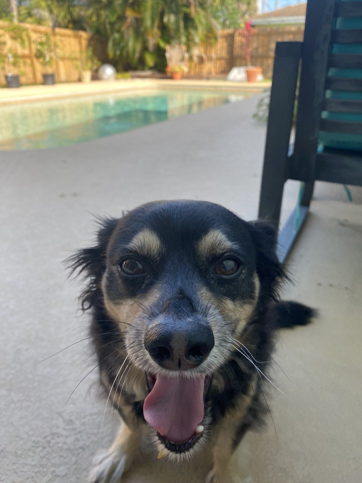 Happy Puppy