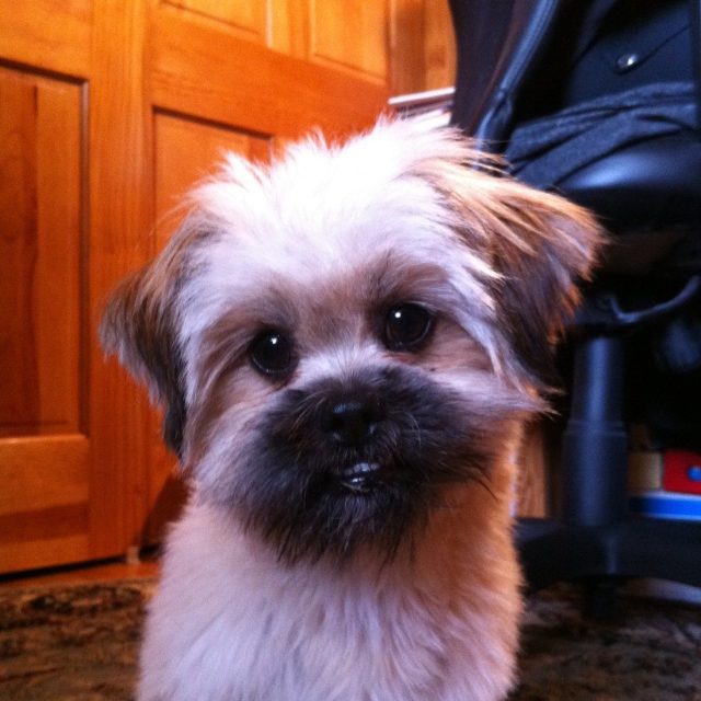 Petey