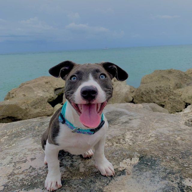 Meet Willow :)