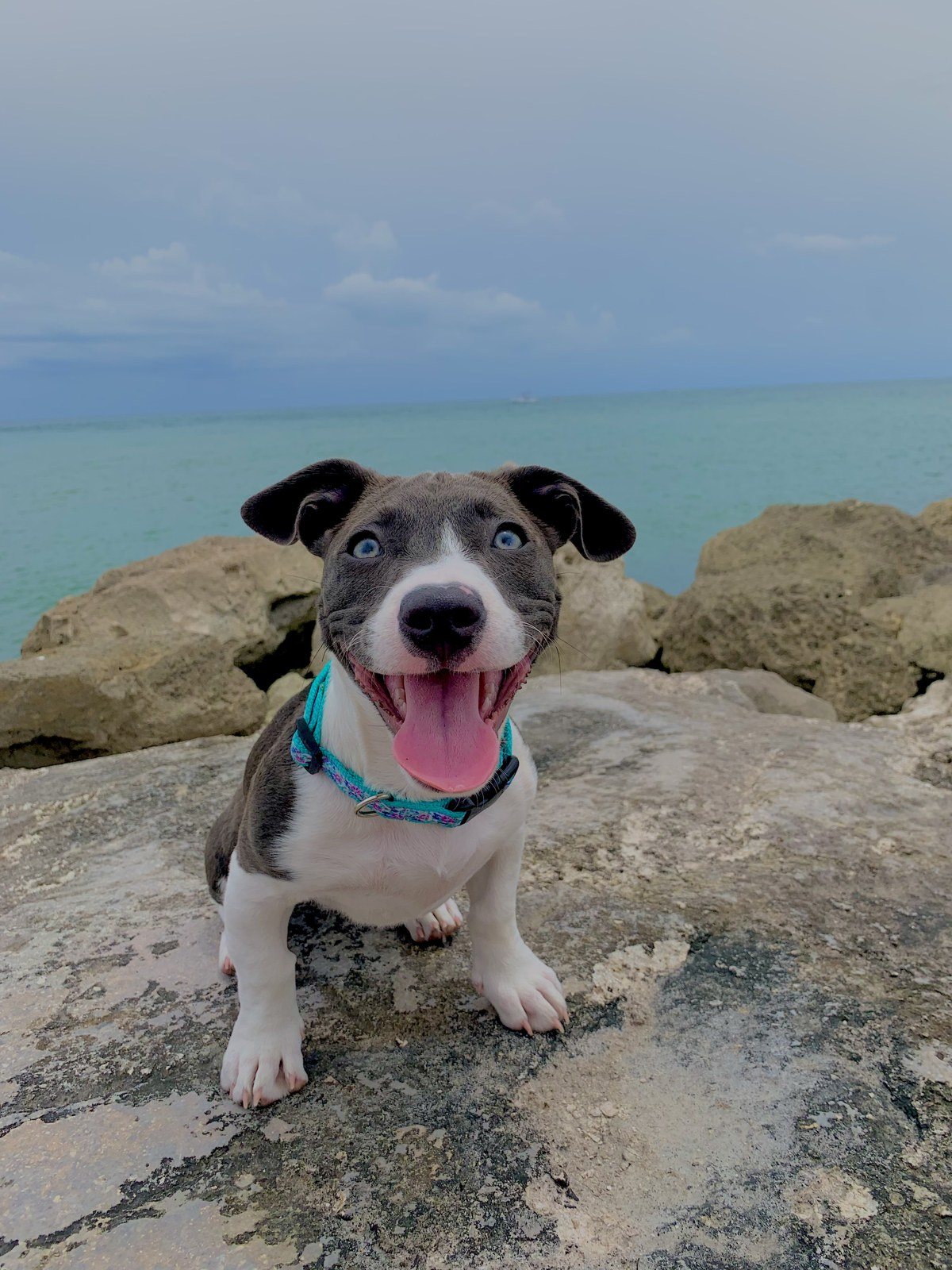 Meet Willow :)