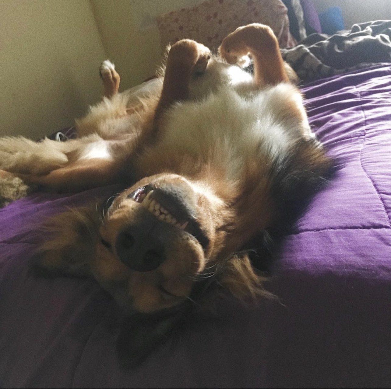 Life's Ruff