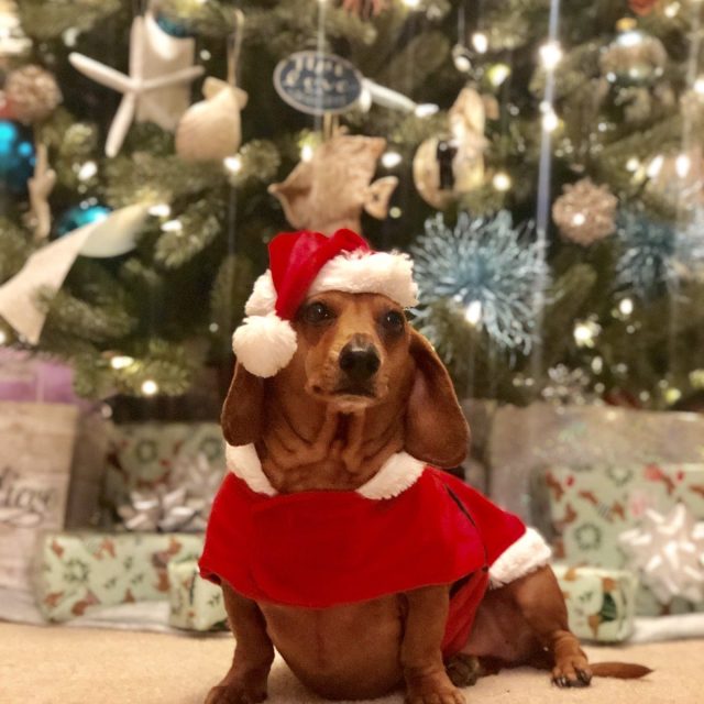 Santa Paws