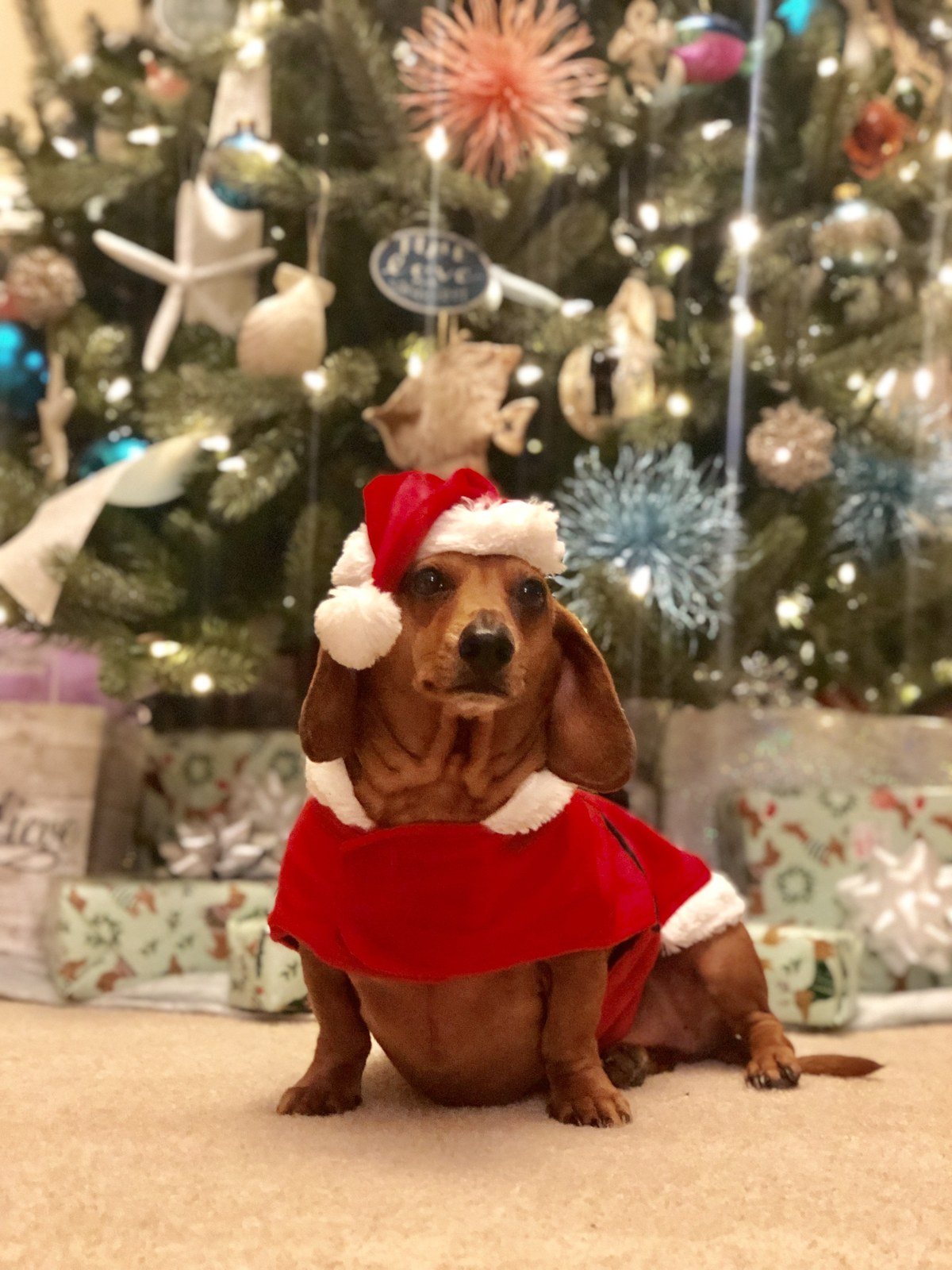 Santa Paws