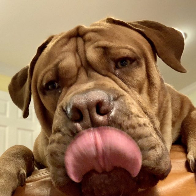Dozer's Screen Cleaning Service.
