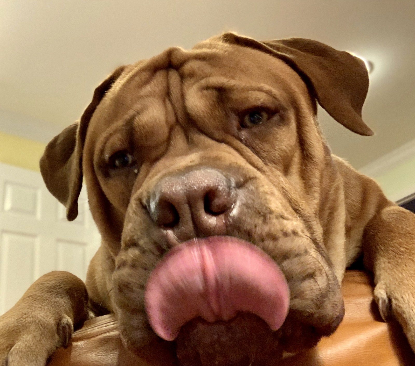 Dozer's Screen Cleaning Service.