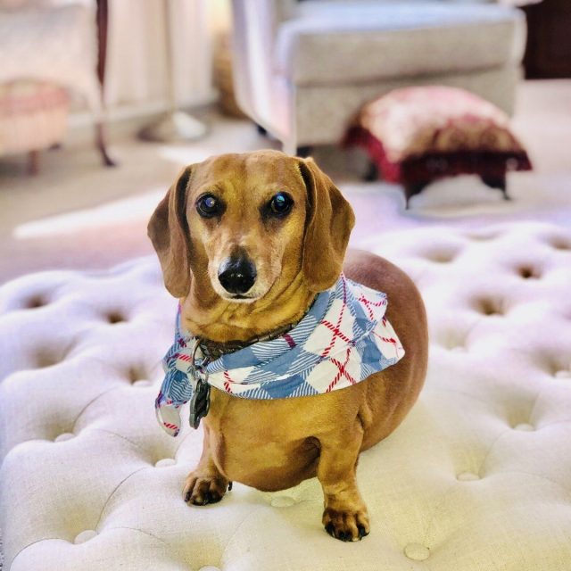 Dapper Dog