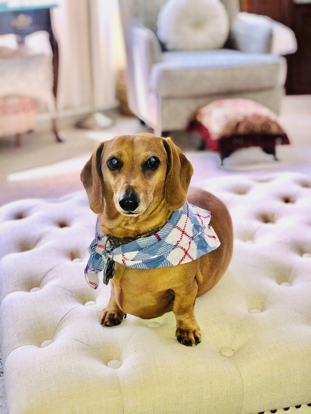 Dapper Dog