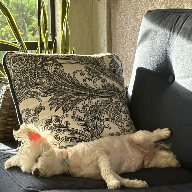A 'ruff' Morning